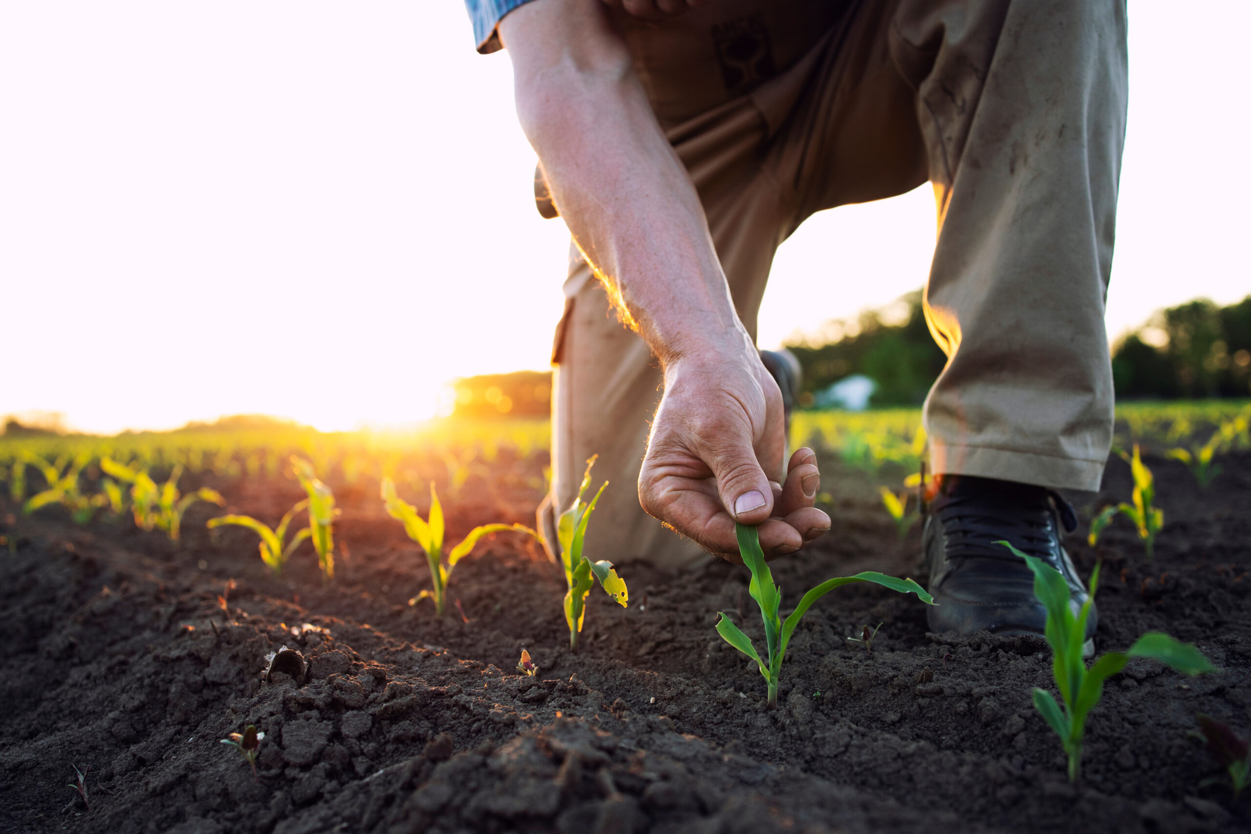 Unrecognizable field worker or agronomist checking health of corn crops in the field.